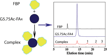 Graphical abstract: HPLC analysis of functionalized poly(amidoamine) dendrimers and the interaction between a folate-dendrimer conjugate and folate binding protein