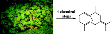 Graphical abstract: Synthesis of 9-methylgermacrene B, racemate of the sex pheromone of Lutzomyia longipalpis (Lapinha), from the renewable resource, Geranium macrorrhizum essential oil