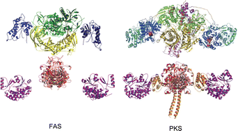 Graphical abstract: The type I fatty acid and polyketide synthases: a tale of two megasynthases