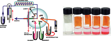 Graphical abstract: Immobilization of proteins on agarose beads, monitored in real time by bead injection spectroscopy