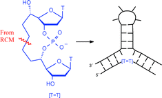 Graphical abstract: A cyclic dinucleotide with a four-carbon 5′-C-to-5′-C connection; synthesis by RCM, NMR-examination and incorporation into secondary nucleic acid structures