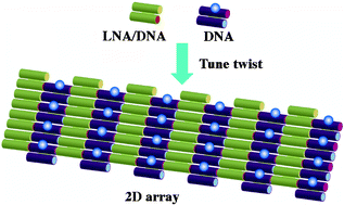 Graphical abstract: Two-dimensional LNA/DNA arrays: estimating the helicity of LNA/DNA hybrid duplex