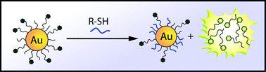 Graphical abstract: In situ observation of place exchange reactions of gold nanoparticles. Correlation of monolayer structure and stability