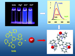 Graphical abstract: Interaction of 2-(2′-pyridyl)benzimidazolyl derivative ligands with group 12 metal ions: coordination, structures and luminescence