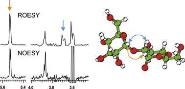 Graphical abstract: The importance of including local correlation times in the calculation of inter-proton distances from NMR measurements: ignoring local correlation times leads to significant errors in the conformational analysis of the Glcα1–2Glcα linkage by NMR spectroscopy