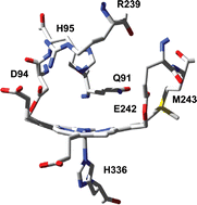 Graphical abstract: Heme to protein linkages in mammalian peroxidases: impact on spectroscopic, redox and catalytic properties