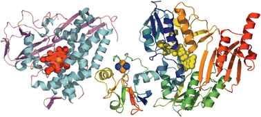 Graphical abstract: Variations on a (t)heme—novel mechanisms, redox partners and catalytic functions in the cytochrome P450 superfamily