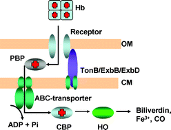 Graphical abstract: Heme and virulence: how bacterial pathogens regulate, transport and utilize heme