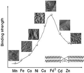 Graphical abstract: Self-assembled molecular patterns of fatty acid on graphite in the presence of metal ions