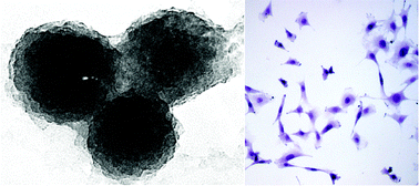 Graphical abstract: Biomimetic core–shell gelatine/silica nanoparticles: a new example of biopolymer-based nanocomposites