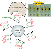 Graphical abstract: On-bead synthesis and binding assay of chemoselectively template-assembled multivalent neoglycopeptides