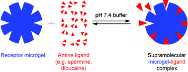 Graphical abstract: Supramolecular binding of protonated amines to a receptor microgel in aqueous medium