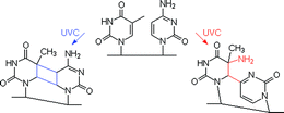 Graphical abstract: Low ionic strength reduces cytosine photoreactivity in UVC-irradiated isolated DNA