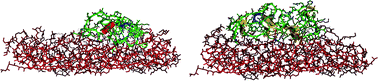 Graphical abstract: Protein adsorption on the hydrophilic surface of a glassy polymer: a computer simulation study