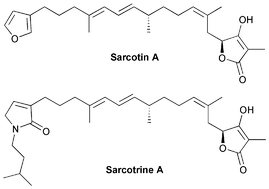 Graphical abstract: Heterocyclic terpenes: linear furano- and pyrroloterpenoids