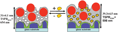 Graphical abstract: Ultrathin molecularly imprinted polymer sensors employing enhanced transmission surface plasmon resonance spectroscopy