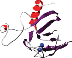 Graphical abstract: Studying metal integration in native and recombinant copper proteins by hyphenated ICP-DRC-MS and ESI-TOF-MS capabilities and limitations of the complementary techniques