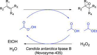 Graphical abstract: Lipase-mediated epoxidation utilizing urea–hydrogen peroxide in ethyl acetate