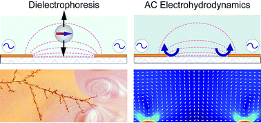 Graphical abstract: On-chip micromanipulation and assembly of colloidal particles by electric fields