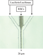 Graphical abstract: Use of microchip-based hydrodynamic focusing to measure the deformation-induced release of ATP from erythrocytes