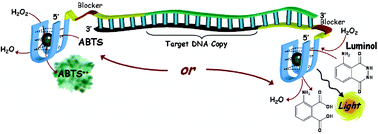 Graphical abstract: Ultrasensitive detection of DNA by the PCR-Induced generation of DNAzymes: The DNAzyme primer approach