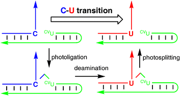 Graphical abstract: Site-specific transition of cytosine to uracil via reversible DNA photoligation