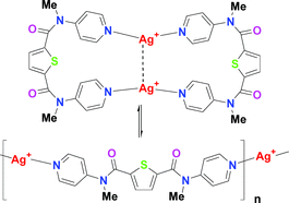 Graphical abstract: Ring-opening polymerization of coordination complexes: silver(i) complexes with bis(amidopyridine) ligands derived from thiophene