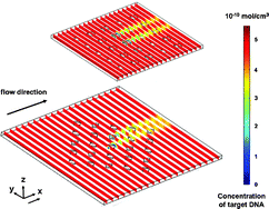 Graphical abstract: Recirculating flow accelerates DNA microarray hybridization in a microfluidic device