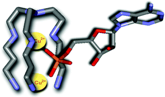 Graphical abstract: Cu2+ and AMP complexation of enlarged tripodal polyamines