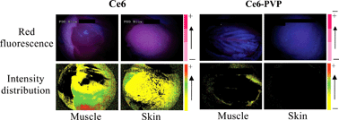 Graphical abstract: The potential application of chlorin e6–polyvinylpyrrolidone formulation in photodynamic therapy