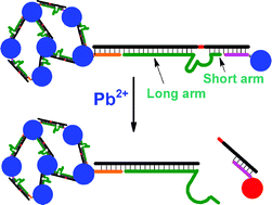 Graphical abstract: Design of asymmetric DNAzymes for dynamic control of nanoparticle aggregation states in response to chemical stimuli