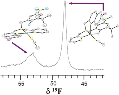 Graphical abstract: Galactose Oxidase models: 19F NMR as a powerful tool to study the solution chemistry of tripodal ligands in the presence of copper(ii)