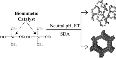 Graphical abstract: Synthesis of micro- and mesoporous molecular sieves at room temperature and neutral pH catalyzed by functional analogues of silicatein
