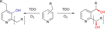 Graphical abstract: Biotransformation of substituted pyridines with dioxygenase-containing microorganisms