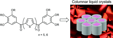 Graphical abstract: Columnar liquid crystalline π-conjugated oligothiophenes