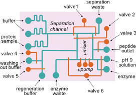 Graphical abstract: PDMS-based microfluidics for proteomic analysis