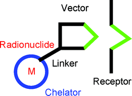 Graphical abstract: Labelling monoclonal antibodies with macrocyclic radiometal complexes. A challenge for coordination chemists