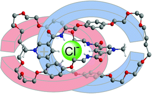 Graphical abstract: Anion templated double cyclization assembly of a chloride selective [2]catenane