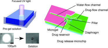Graphical abstract: Maskless microfabrication of thermosensitive gels using a microscope and application to a controlled release microchip