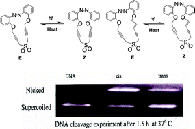 Graphical abstract: Photoisomerization as a modulator of the DNA-cleaving efficiency of novel azo bispropargyl sulfones