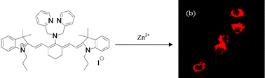 Graphical abstract: Highly sensitive and selective near-infrared fluorescent probe for zinc and its application to macrophage cells