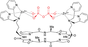 Graphical abstract: Selective recognition of pyrophosphate in water using a backbone modified cyclic peptide receptor