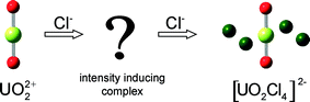 Graphical abstract: Electronic spectra of uranyl chloride complexes in acetone: a CASSCF/CASPT2 investigation