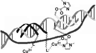 Graphical abstract: Metal complex catalysis on a double stranded DNA template