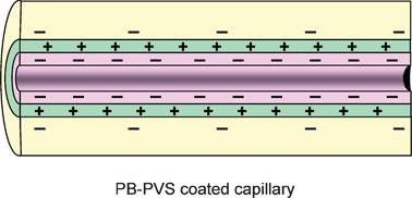 Graphical abstract: Capillary electrophoresis–mass spectrometry of proteins at medium pH using bilayer-coated capillaries