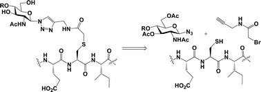 Graphical abstract: A novel neoglycopeptide linkage compatible with native chemical ligation