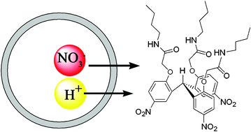 Graphical abstract: A transmembrane anion transporter selective for nitrate over chloride