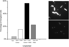 Graphical abstract: Rapid breakdown of brominated flame retardants by soil microorganisms