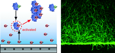 Graphical abstract: Dynamic control of biomolecular activity using electrical interfaces