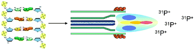 Graphical abstract: DNA quantification approach by GE-ICP-SFMS and complementary total phosphorus determination by ICP-SFMS